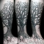 Фото рисунка тату дерево дуб 20.10.2018 №011 - tattoo tree oak drawing - tatufoto.com