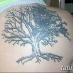 Фото рисунка тату дерево дуб 20.10.2018 №054 - tattoo tree oak drawing - tatufoto.com