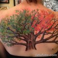 Фото рисунка тату дерево дуб 20.10.2018 №066 - tattoo tree oak drawing - tatufoto.com