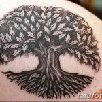 Фото рисунка тату дерево дуб 20.10.2018 №140 - tattoo tree oak drawing - tatufoto.com