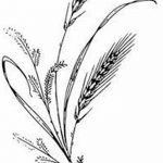 Фото эскиз для тату колос пшеницы 23.10.2018 №005 - wheat tattoo sketch - tatufoto.com