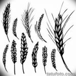 Фото эскиз для тату колос пшеницы 23.10.2018 №007 - wheat tattoo sketch - tatufoto.com