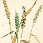 Фото эскиз для тату колос пшеницы 23.10.2018 №010 - wheat tattoo sketch - tatufoto.com