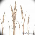 Фото эскиз для тату колос пшеницы 23.10.2018 №011 - wheat tattoo sketch - tatufoto.com