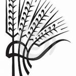 Фото эскиз для тату колос пшеницы 23.10.2018 №016 - wheat tattoo sketch - tatufoto.com