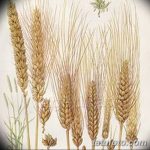 Фото эскиз для тату колос пшеницы 23.10.2018 №018 - wheat tattoo sketch - tatufoto.com