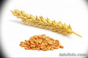 Фотография колосьев пшеницы и зерен, подходящая для эскиза татуировки в стиле реализм. Изображение демонстрирует текстуру и детали.