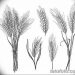 Фото эскиз для тату колос пшеницы 23.10.2018 №026 - wheat tattoo sketch - tatufoto.com