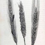 Фото эскиз для тату колос пшеницы 23.10.2018 №029 - wheat tattoo sketch - tatufoto.com