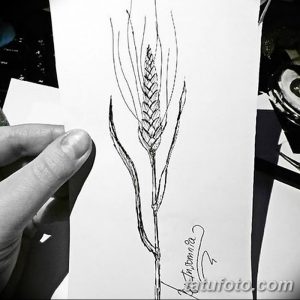 Черно-белый эскиз татуировки с изображением одного колоса пшеницы, выполненный тонкими линиями. Идеально для любителей минимализма и натуральных мотивов.