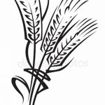 Фото эскиз для тату колос пшеницы 23.10.2018 №074 - wheat tattoo sketch - tatufoto.com