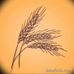 Фото эскиз для тату колос пшеницы 23.10.2018 №078 - wheat tattoo sketch - tatufoto.com