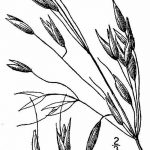 Фото эскиз для тату колос пшеницы 23.10.2018 №090 - wheat tattoo sketch - tatufoto.com