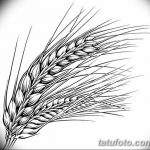 Фото эскиз для тату колос пшеницы 23.10.2018 №091 - wheat tattoo sketch - tatufoto.com