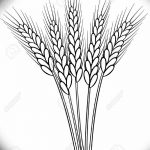Фото эскиз для тату колос пшеницы 23.10.2018 №092 - wheat tattoo sketch - tatufoto.com