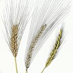 Фото эскиз для тату колос пшеницы 23.10.2018 №093 - wheat tattoo sketch - tatufoto.com