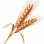 Фото эскиз для тату колос пшеницы 23.10.2018 №097 - wheat tattoo sketch - tatufoto.com