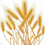 Фото эскиз для тату колос пшеницы 23.10.2018 №113 - wheat tattoo sketch - tatufoto.com