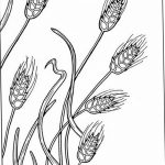 Фото эскиз для тату колос пшеницы 23.10.2018 №114 - wheat tattoo sketch - tatufoto.com