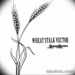 Фото эскиз для тату колос пшеницы 23.10.2018 №115 - wheat tattoo sketch - tatufoto.com