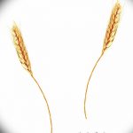 Фото эскиз для тату колос пшеницы 23.10.2018 №116 - wheat tattoo sketch - tatufoto.com