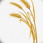 Фото эскиз для тату колос пшеницы 23.10.2018 №117 - wheat tattoo sketch - tatufoto.com