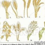how to draw wheat Lovely barley plant drawing Path Decorations