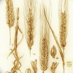Фото эскиз для тату колос пшеницы 23.10.2018 №124 - wheat tattoo sketch - tatufoto.com