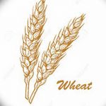 Фото эскиз для тату колос пшеницы 23.10.2018 №136 - wheat tattoo sketch - tatufoto.com