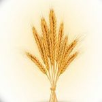 Фото эскиз для тату колос пшеницы 23.10.2018 №138 - wheat tattoo sketch - tatufoto.com