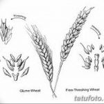 Фото эскиз для тату колос пшеницы 23.10.2018 №140 - wheat tattoo sketch - tatufoto.com