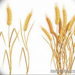 Фото эскиз для тату колос пшеницы 23.10.2018 №141 - wheat tattoo sketch - tatufoto.com
