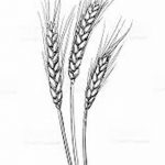 Фото эскиз для тату колос пшеницы 23.10.2018 №142 - wheat tattoo sketch - tatufoto.com