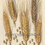 Фото эскиз для тату колос пшеницы 23.10.2018 №143 - wheat tattoo sketch - tatufoto.com
