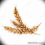 Фото эскиз для тату колос пшеницы 23.10.2018 №144 - wheat tattoo sketch - tatufoto.com