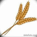 Фото эскиз для тату колос пшеницы 23.10.2018 №146 - wheat tattoo sketch - tatufoto.com