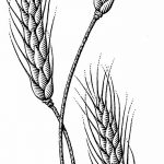 Black and white scratchboard illustration of three wheat strands.