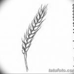 Фото эскиз для тату колос пшеницы 23.10.2018 №160 - wheat tattoo sketch - tatufoto.com