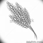 Фото эскиз для тату колос пшеницы 23.10.2018 №161 - wheat tattoo sketch - tatufoto.com