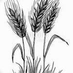 Фото эскиз для тату колос пшеницы 23.10.2018 №162 - wheat tattoo sketch - tatufoto.com