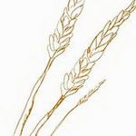 Фото эскиз для тату колос пшеницы 23.10.2018 №163 - wheat tattoo sketch - tatufoto.com