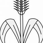 Фото эскиз для тату колос пшеницы 23.10.2018 №165 - wheat tattoo sketch - tatufoto.com