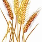 Фото эскиз для тату колос пшеницы 23.10.2018 №167 - wheat tattoo sketch - tatufoto.com