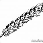 Фото эскиз для тату колос пшеницы 23.10.2018 №168 - wheat tattoo sketch - tatufoto.com