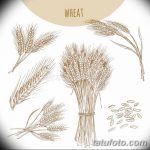 Фото эскиз для тату колос пшеницы 23.10.2018 №169 - wheat tattoo sketch - tatufoto.com