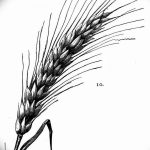 Фото эскиз для тату колос пшеницы 23.10.2018 №176 - wheat tattoo sketch - tatufoto.com