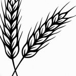 Фото эскиз для тату колос пшеницы 23.10.2018 №177 - wheat tattoo sketch - tatufoto.com
