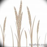 Фото эскиз для тату колос пшеницы 23.10.2018 №178 - wheat tattoo sketch - tatufoto.com