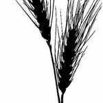 Фото эскиз для тату колос пшеницы 23.10.2018 №179 - wheat tattoo sketch - tatufoto.com