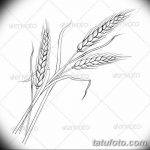 Фото эскиз для тату колос пшеницы 23.10.2018 №180 - wheat tattoo sketch - tatufoto.com